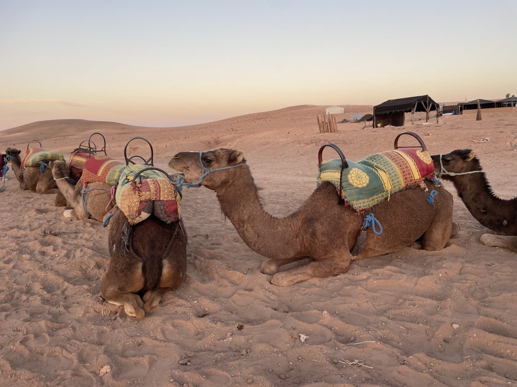 Agafay Desert Day Trip from Marrakech - Camel Ride & Quad Adventure