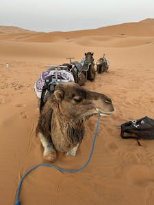 A group of camels resting in the vast dunes of the Sahara Desert, Morocco.
